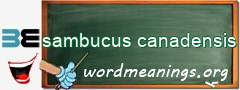 WordMeaning blackboard for sambucus canadensis